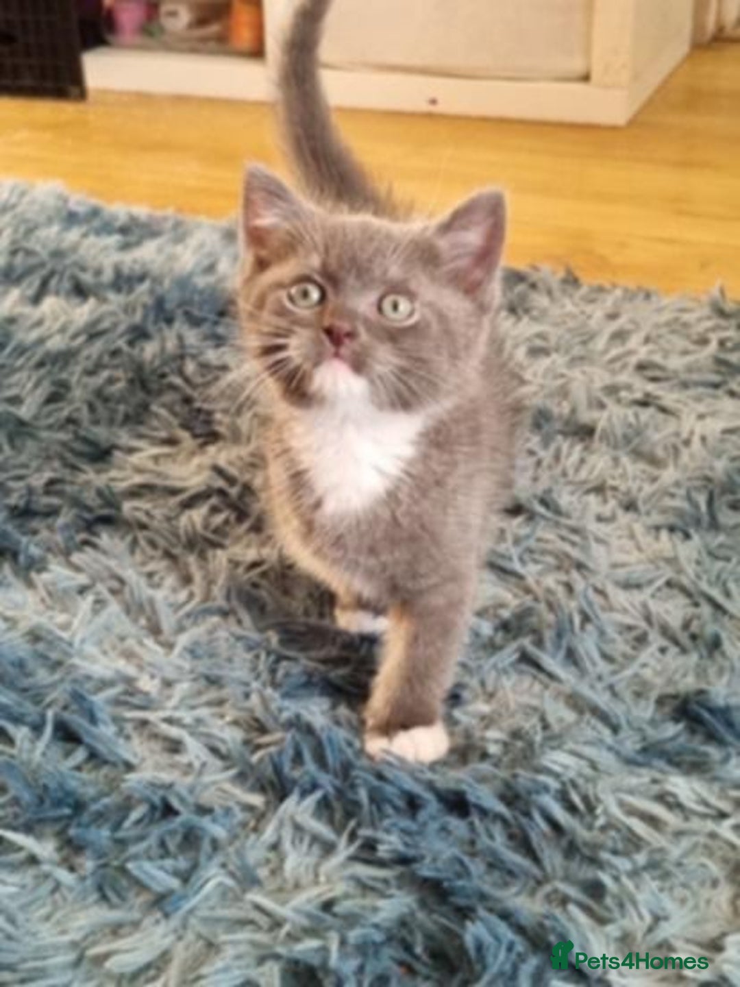 Mixed Breed cats for sale: 2 British Shorthair cross Ragdoll Boys Available  - Image 2