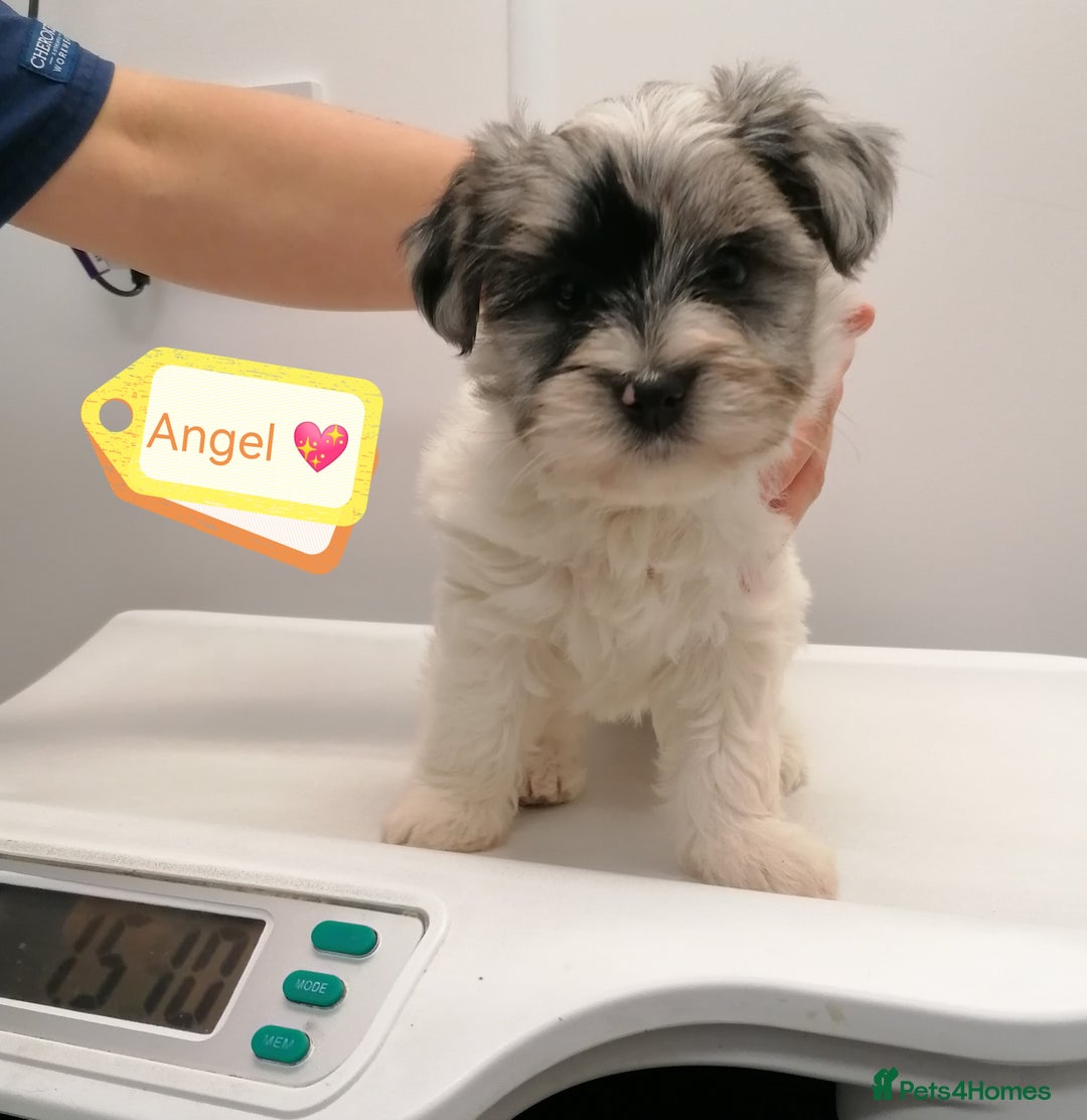 Biewer Terrier dogs for adoption: 🏠❤️ Biewer Puppies Looking for Loving homes - Advert 8