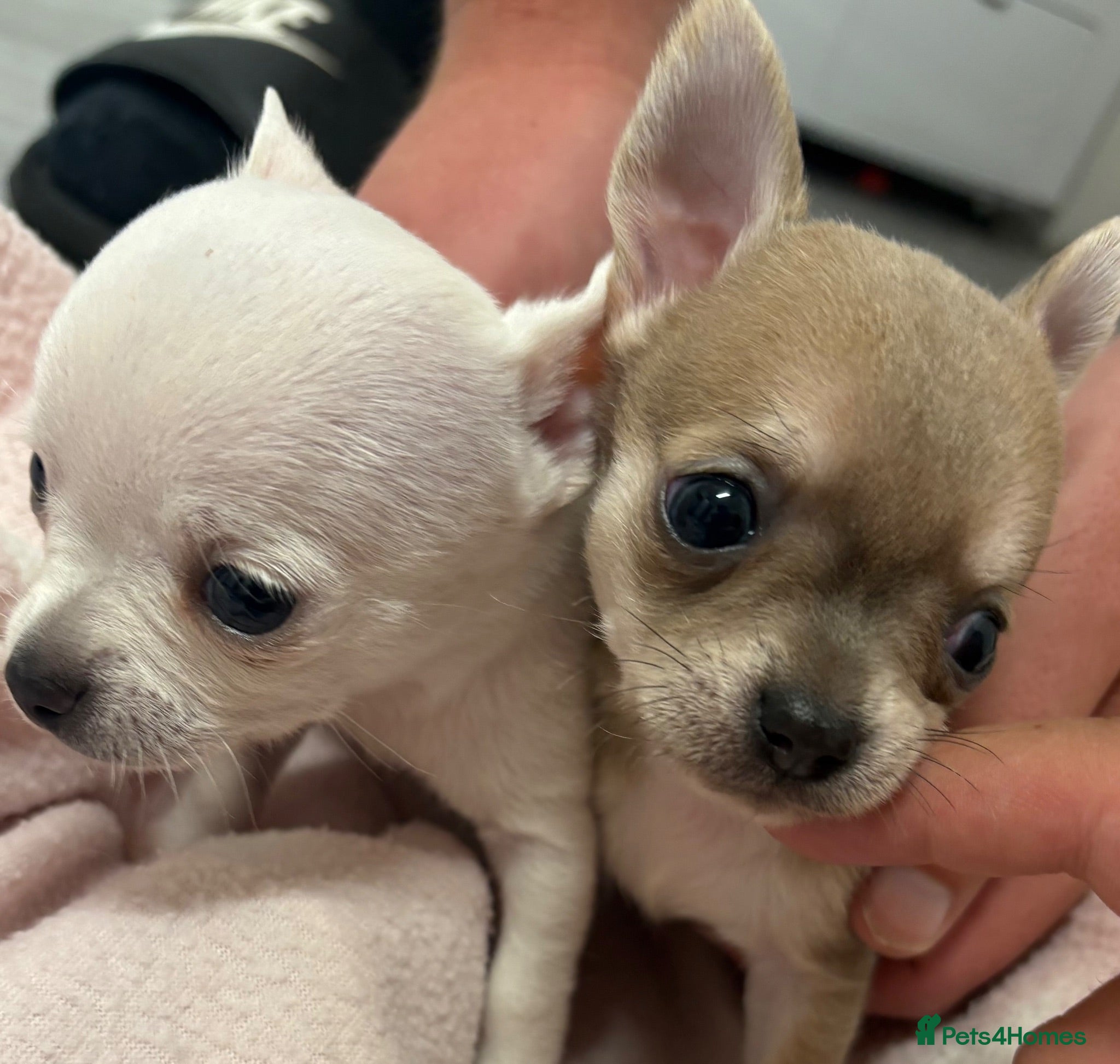 Chihuahua dogs 3 beautiful tiny chiuahua puppies  - Advert 2