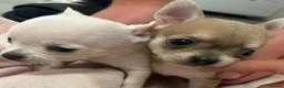 Chihuahua dogs for sale: 3 beautiful tiny chiuahua puppies  in Coventry - Advert 1