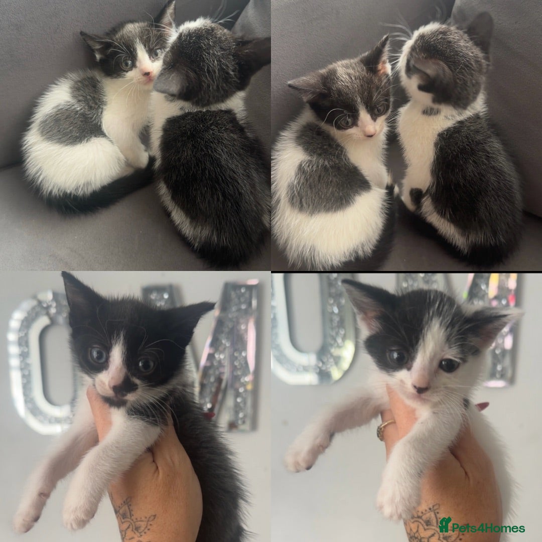 Mixed Breed cats Beautiful mix of grey, black and white kittens  - Advert 4