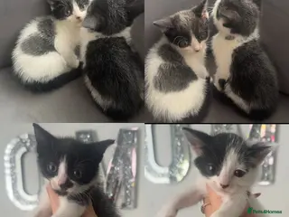 Mixed Breed cats Beautiful mix of grey, black and white kittens - Advert 4