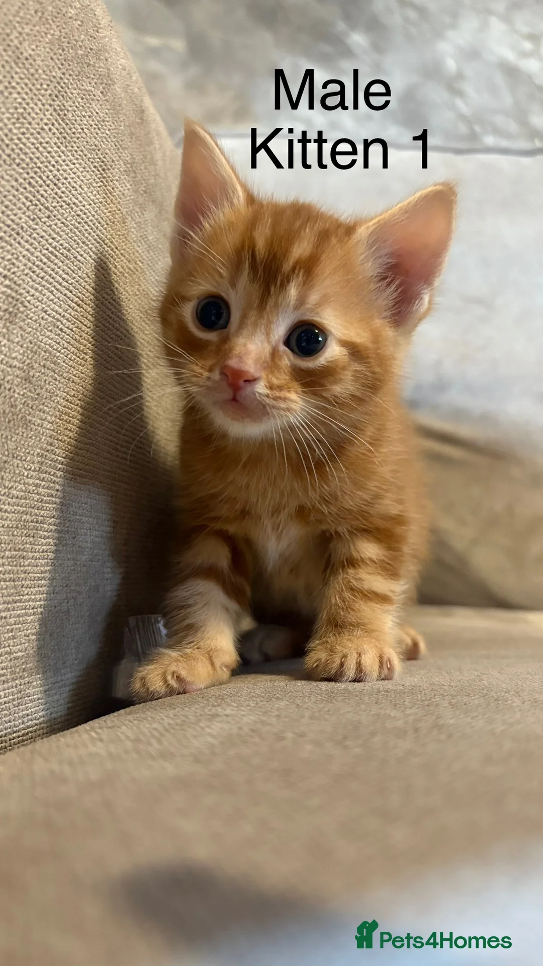 Mixed Breed cats for sale: 4 boys mum is a Bengal cross  - Advert 11