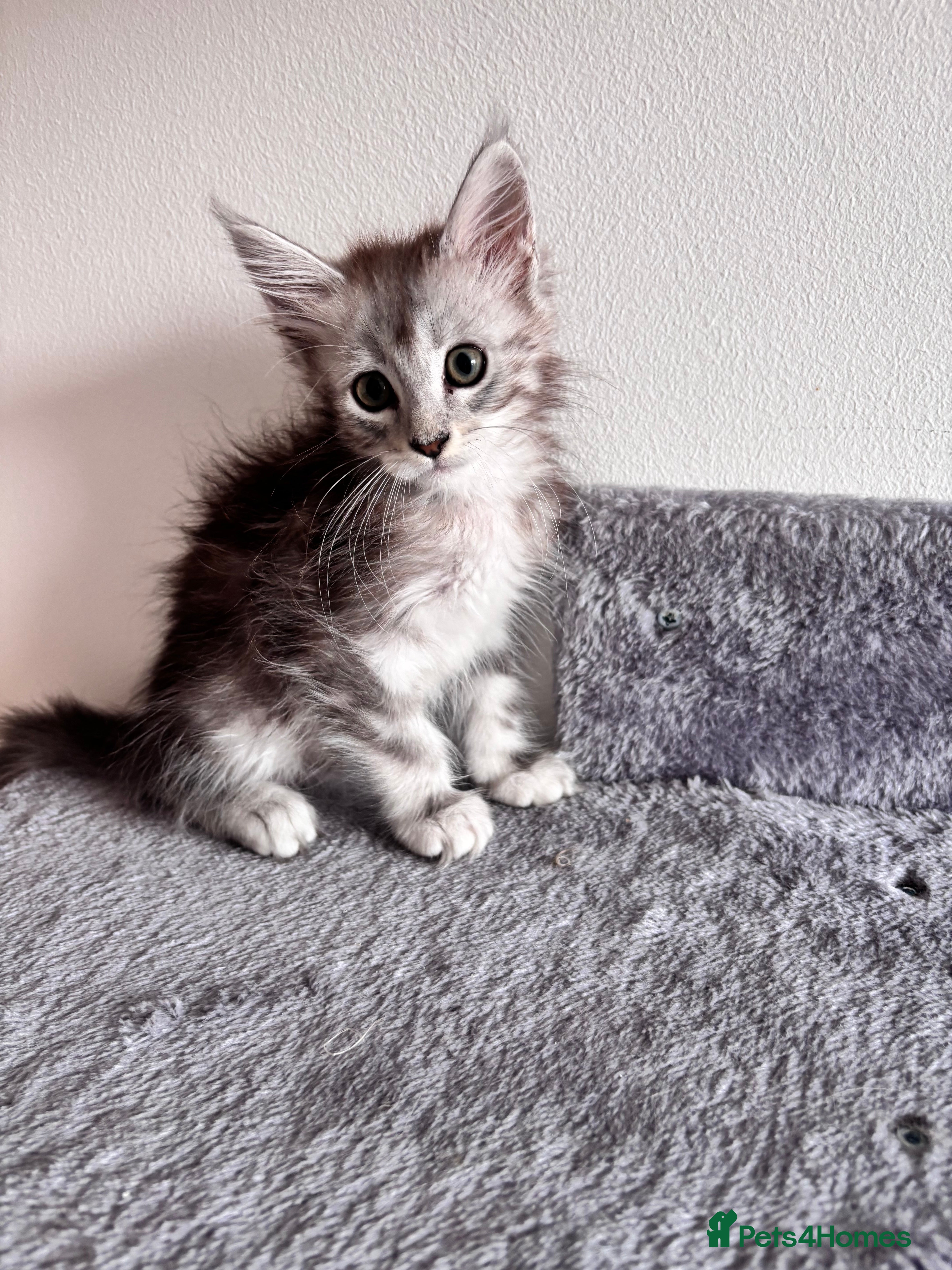 Maine Coon cats Majestic fluffballs FOR SALE (1 kitten left) - Advert 2