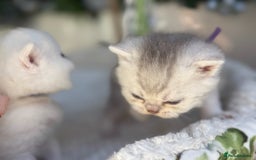 British Shorthair cats for sale: Affectionate lap cats health tested parents  - Image 22