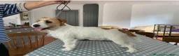 Jack Russell dogs for sale: Beautiful Jack Russell litter  - Advert 10