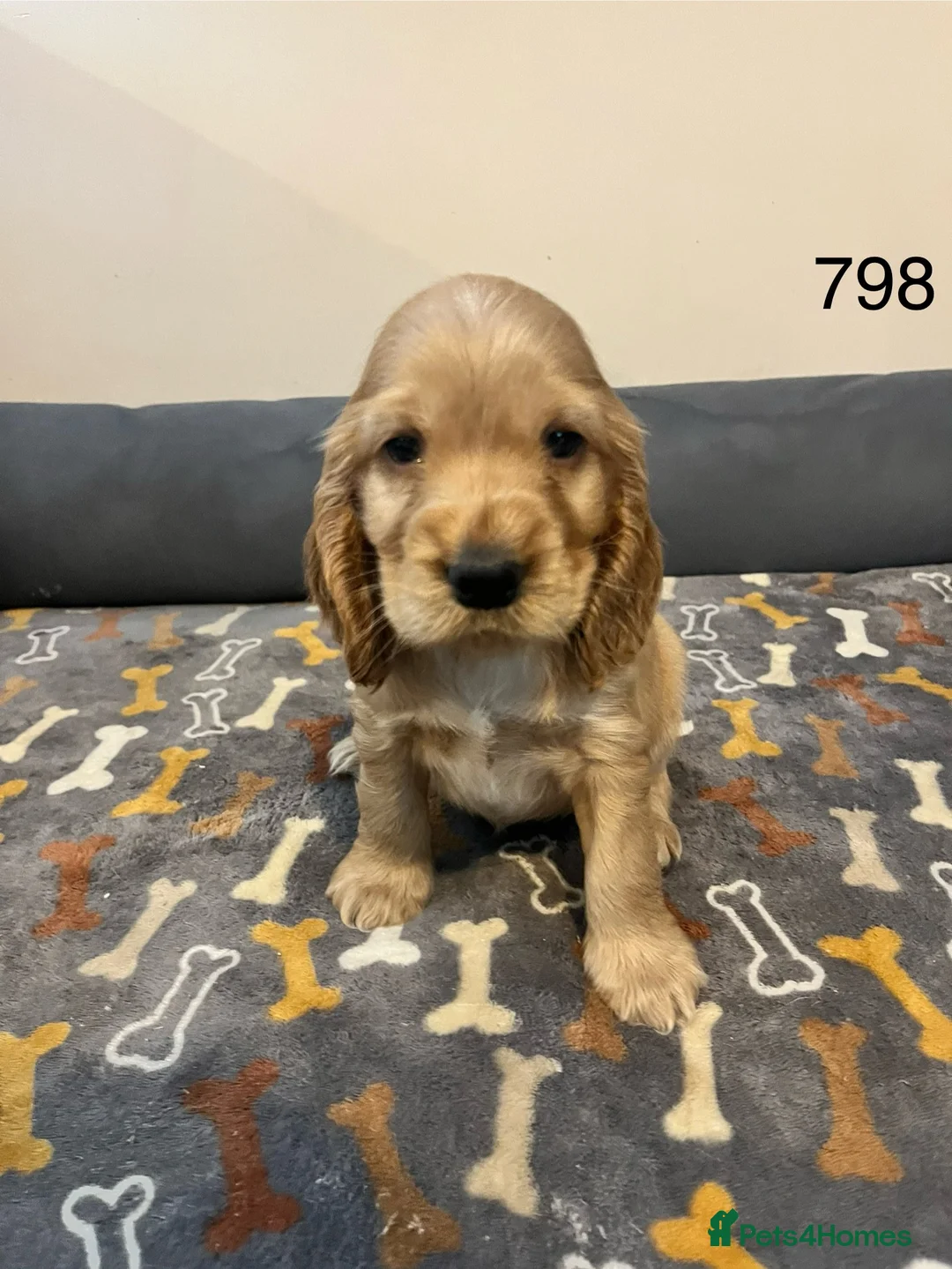 Cocker Spaniel dogs for sale: Beautiful Golden Cocker Spaniel Puppies for Sale - Advert 12