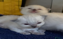 Ragdoll cats for sale: A litter of ragdolls  - Image 5
