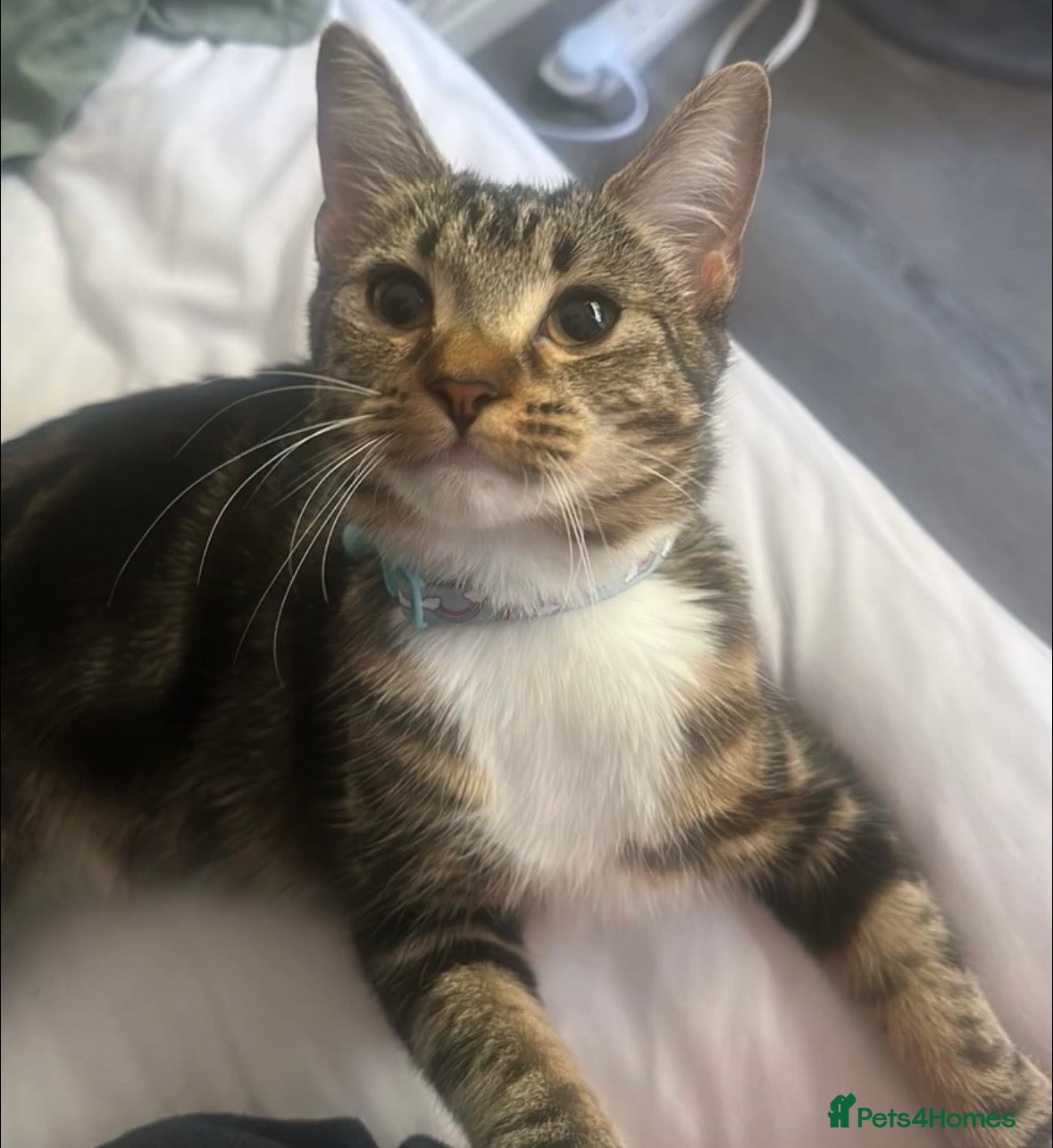 Mixed Breed cats 1 year old tabby female  - Advert 18