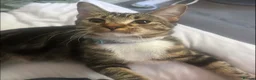 Mixed Breed cats for sale: 1 year old tabby female  - Advert 1