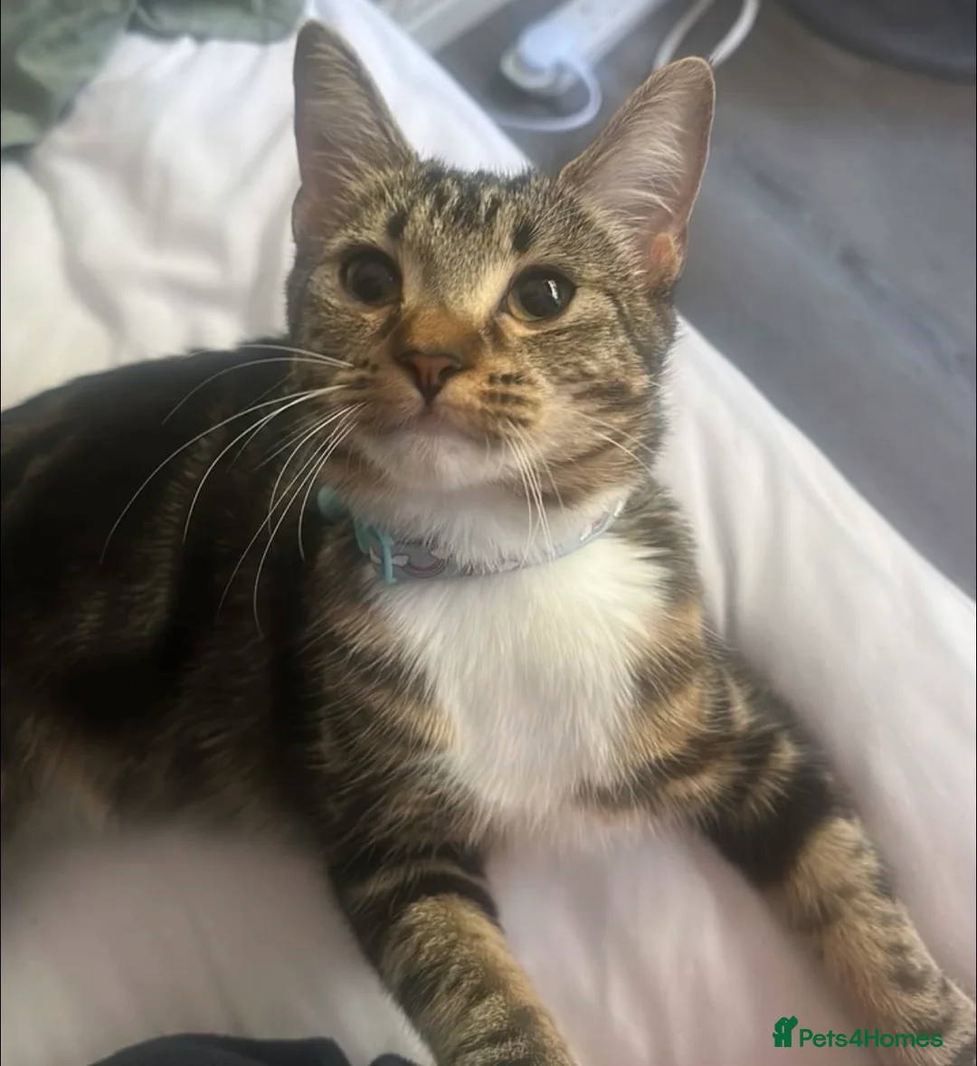 Mixed Breed cats for sale: 1 year old tabby female  - Advert 1