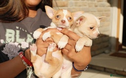 Chihuahua dogs for sale: 4 beautiful Chihuahua pups - Image 6