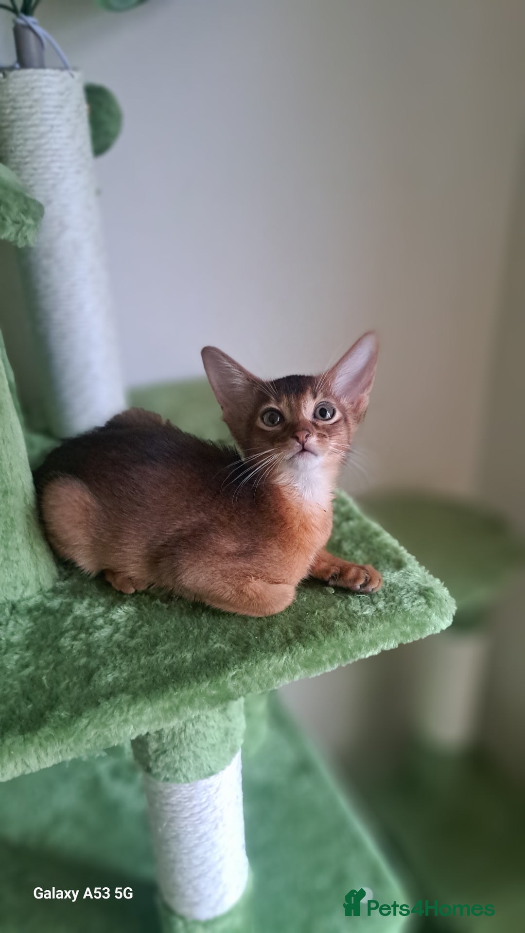 Abyssinian cats for sale: 5⭐️ TICA Pedigree Abyssinian Kittens - Advert 4