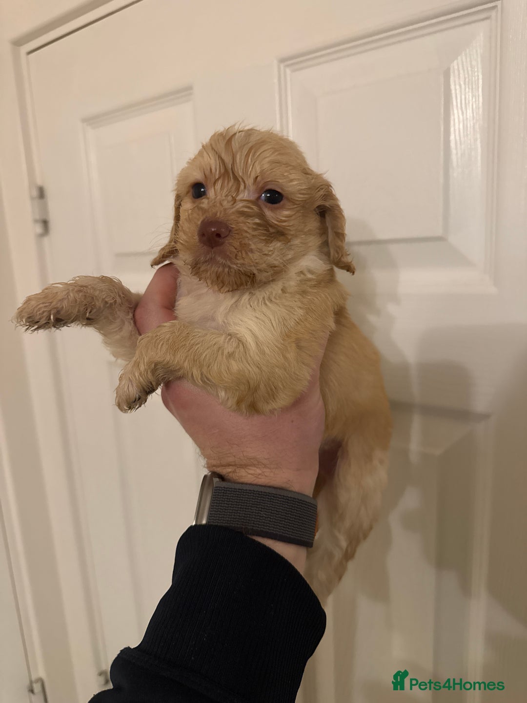 Mixed Breed dogs for sale: Beautiful Cocker Sproodles Puppies!  - Advert 17