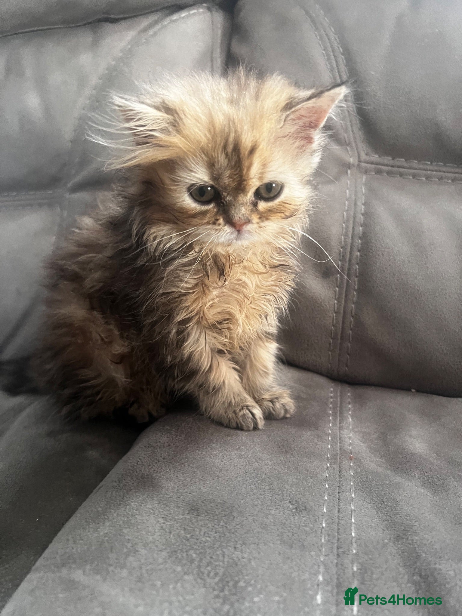 Persian cats FLUFFY PERSIANS 1 girl left 😻 - Advert 1