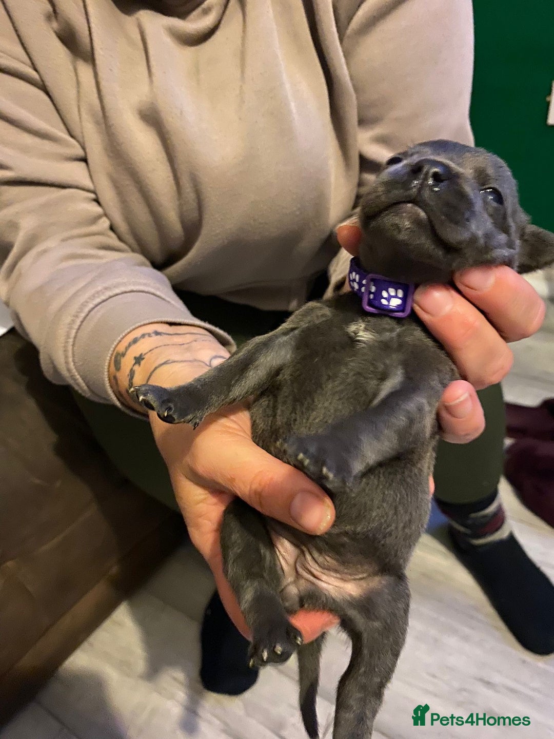 Staffordshire Bull Terrier dogs for sale: Blue pups  - Advert 14