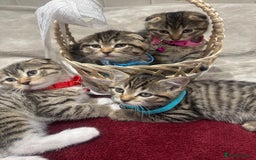 Scottish Fold cats for sale: ✨🐾 Cute Kittens Looking for Loving Homes! 🐾✨ - Image 8