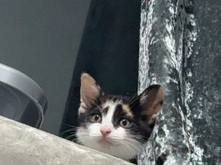 British Shorthair cats Kitten looking for a home - Advert 16