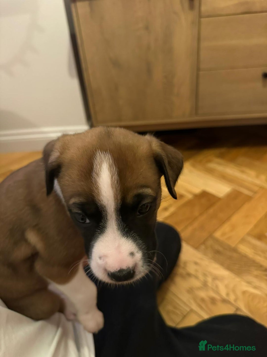 Mixed Breed dogs for sale: Boxador puppies - Advert 5