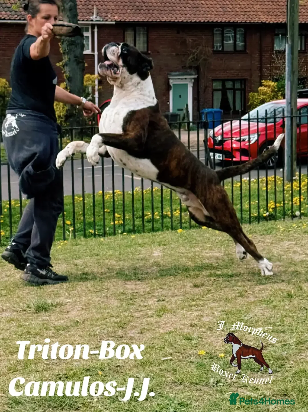 Boxer dogs for stud: 100% pure German Boxers in Norwich - Advert 2