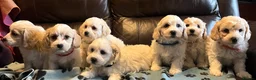 Cavachon dogs for sale: Cute Cavachon x bichon Frise puppies  - Advert 5