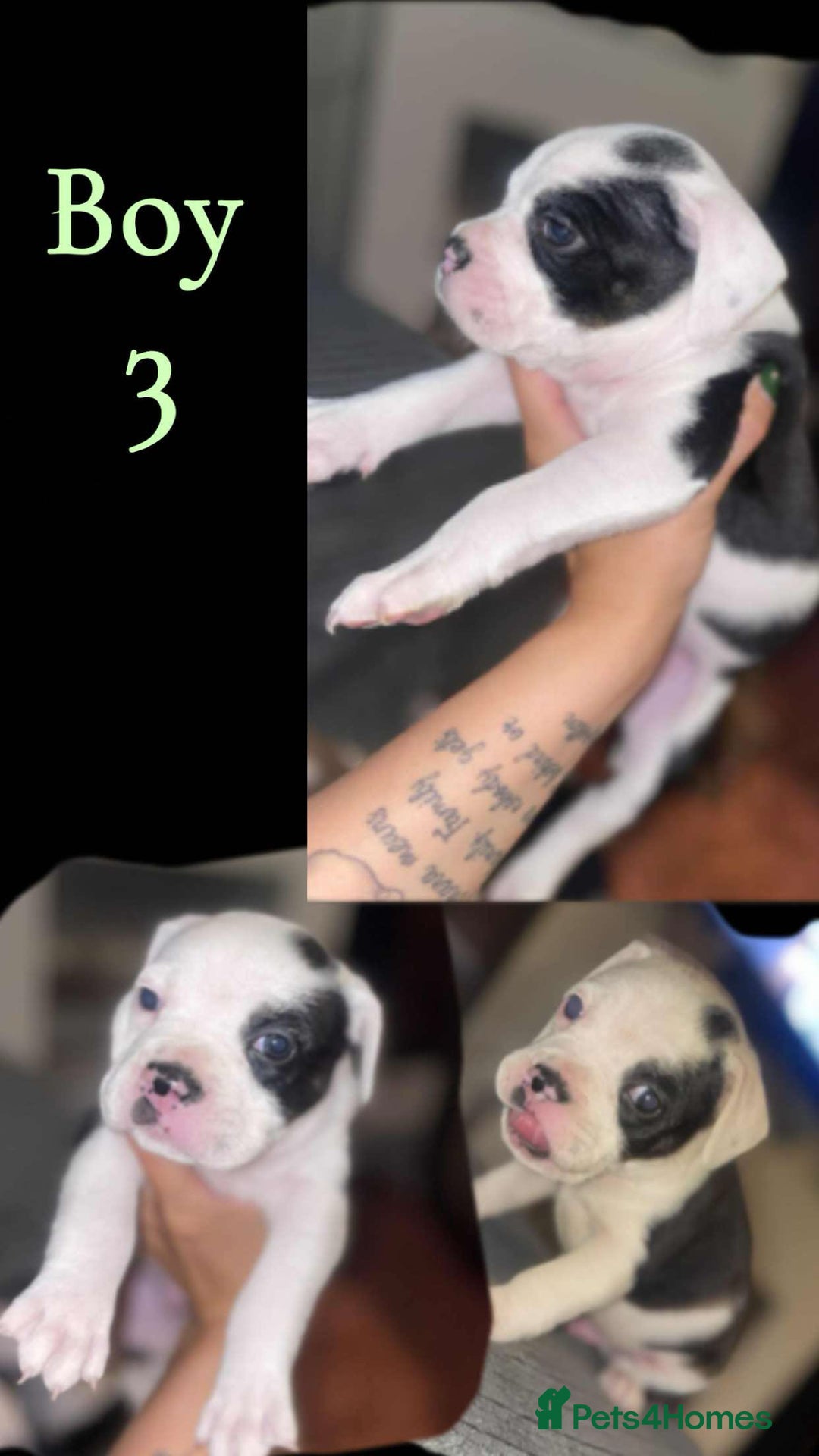 Mixed Breed dogs for sale: Bulldog cross staff - Image 6