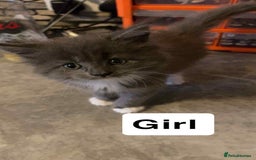 Maine Coon cats for sale: Full maine coon kittens for sale - Image 5
