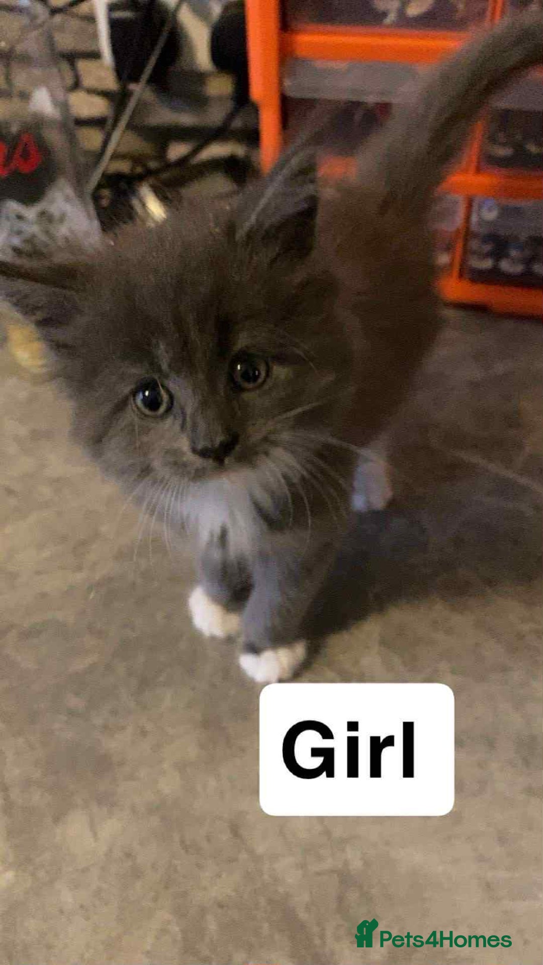 Maine Coon cats for sale: Full maine coon kittens for sale - Image 5