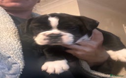 Olde English Bulldogge dogs for sale: NEBB REG OLDE ENGLISH BULLDOG  - Image 23