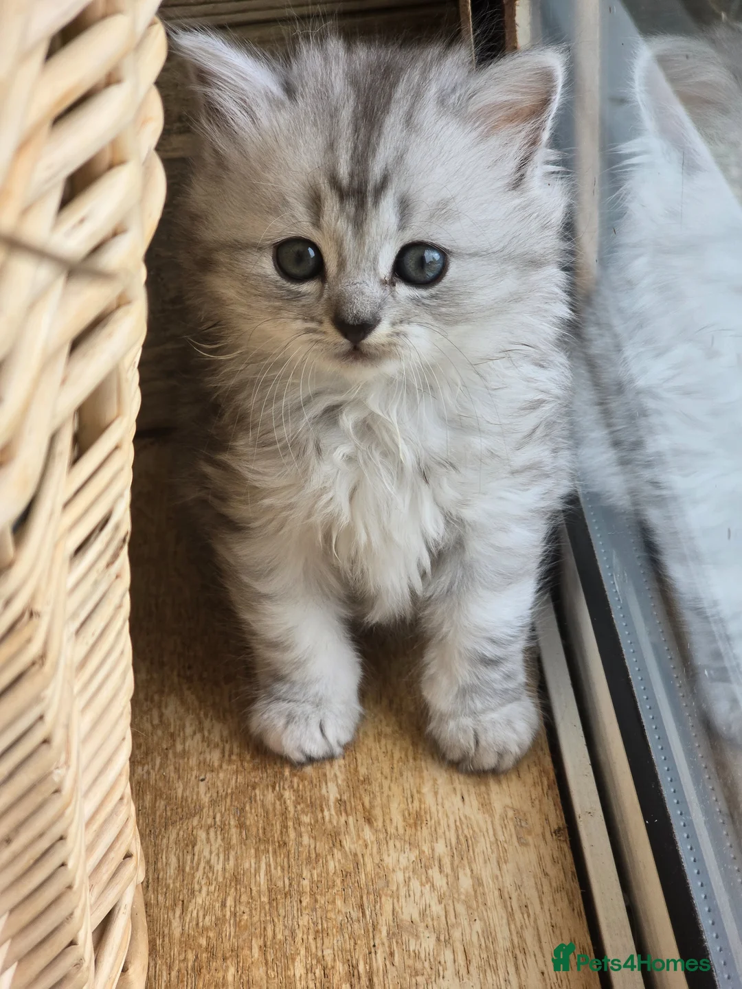 Mixed Breed cats for sale: Gorgeous Mix British short hair / toyger kittens - Advert 1