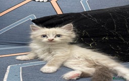 Ragdoll cats for sale: MALE RAGDOLL *AVAILABLE* - Image 7
