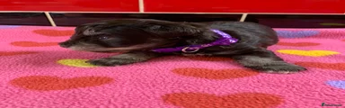 Miniature Schnauzer 5 PURPLE