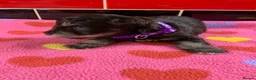 Miniature Schnauzer dogs for sale: 5* LICENSED RKC CHOCOLATE SCHNAUZER LITTER - Advert 2