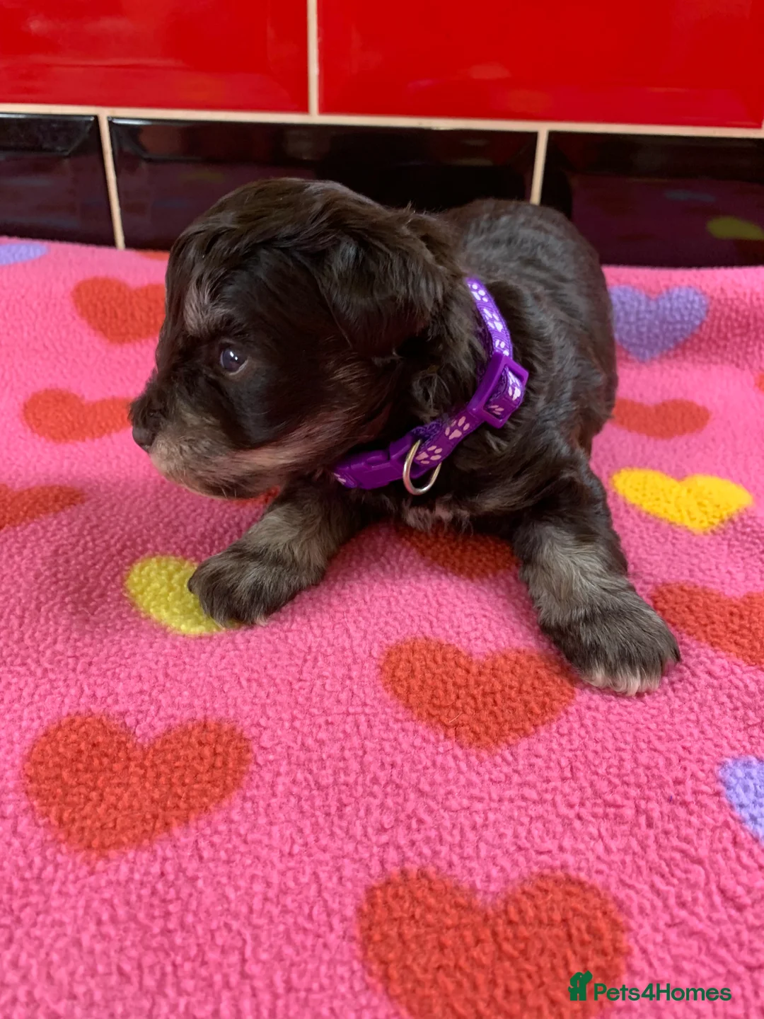 Miniature Schnauzer dogs for sale: 5* LICENSED RKC CHOCOLATE SCHNAUZER LITTER - Advert 2