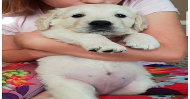 Golden Retriever dogs - Advert 2