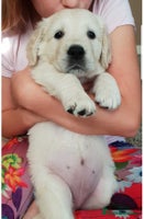 Golden Retriever dogs - Advert 2