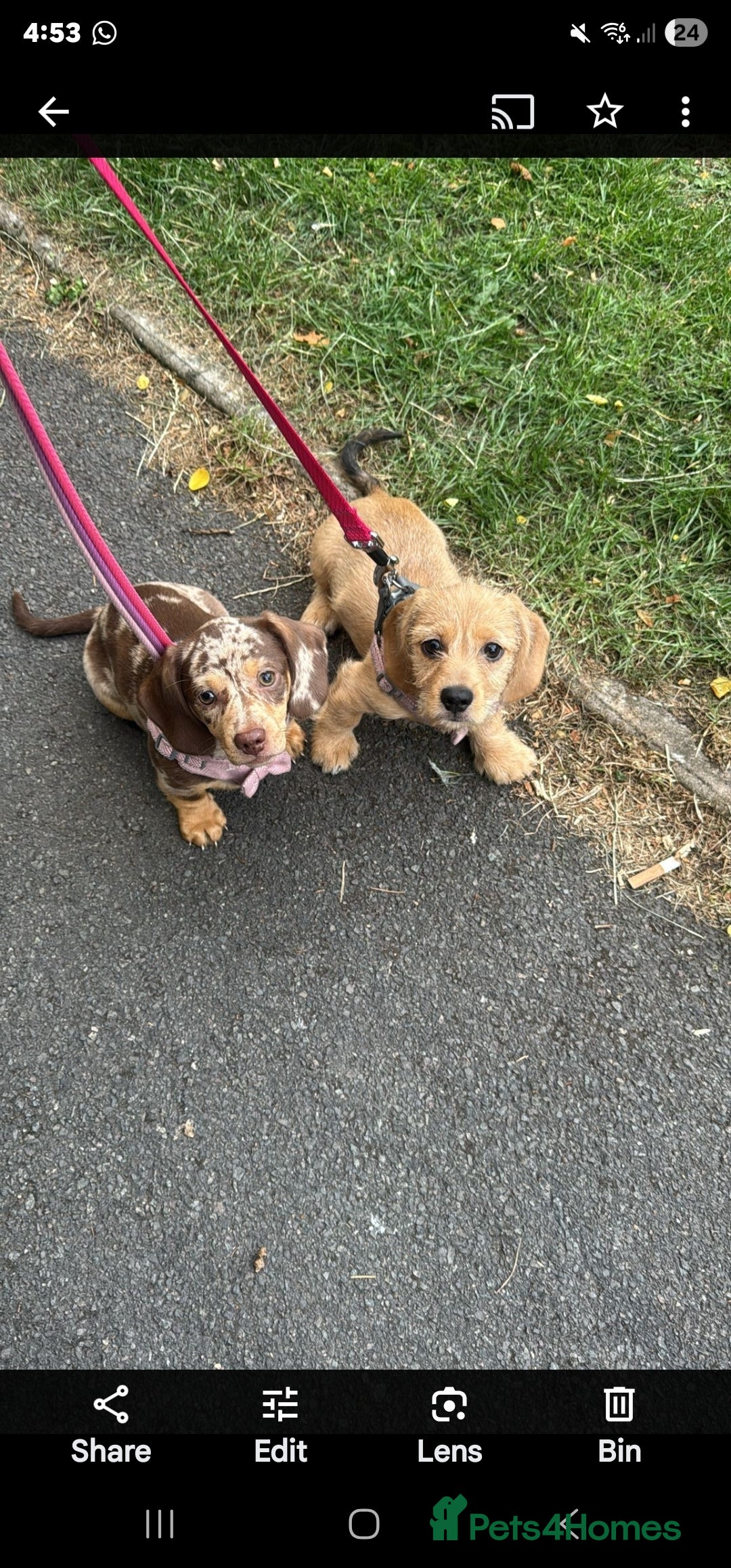 Dachshund dogs GORGEOUS GREEN EYED MERL GIRL & FAWN WIRE GIRL - Advert 9