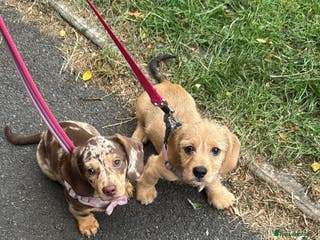Dachshund dogs GORGEOUS GREEN EYED MERL GIRL & FAWN WIRE GIRL - Advert 3