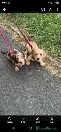 Dachshund dogs - Advert 14