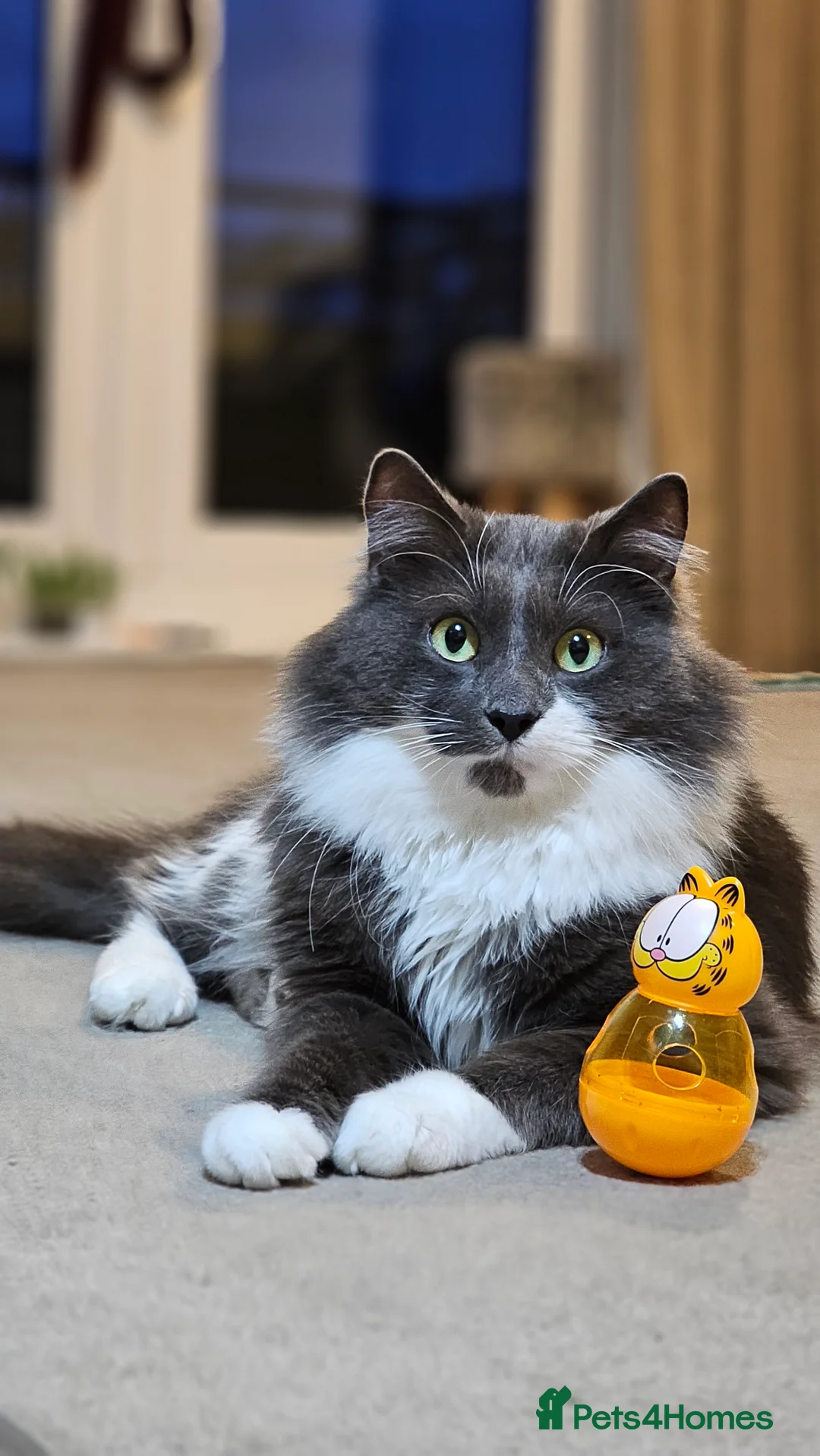 Norwegian Forest Cat cats for stud: Fluffy Romeo Seeking His Juliet – Meet Felix! in Bristol - Advert 4