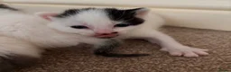 Mixed Breed cats for sale: Four beautiful kittens available  - Advert 5