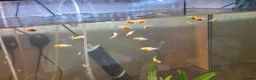Mollies fish for sale: Yellow mollie fish . 5/6weeks old  - Advert 1