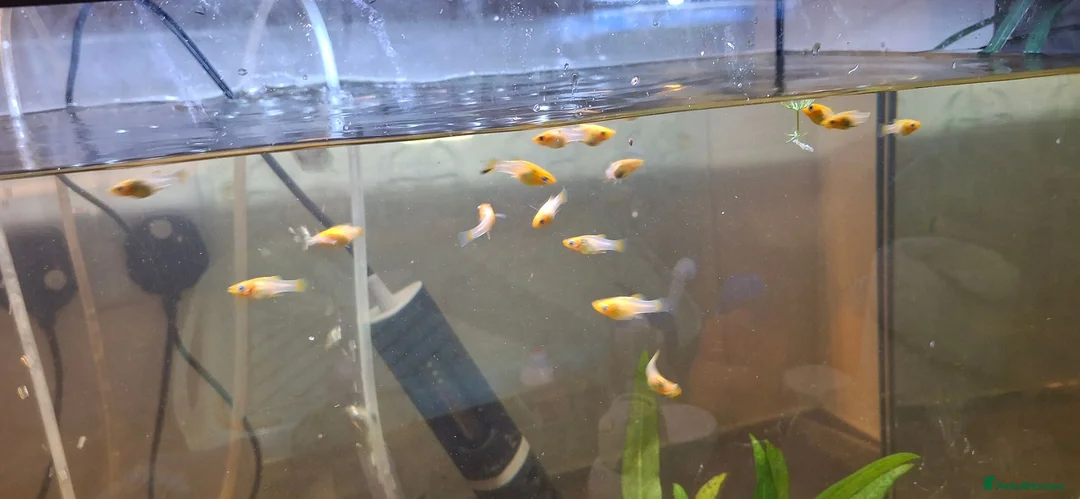 Mollies fish for sale: Yellow mollie fish . 5/6weeks old  - Advert 1