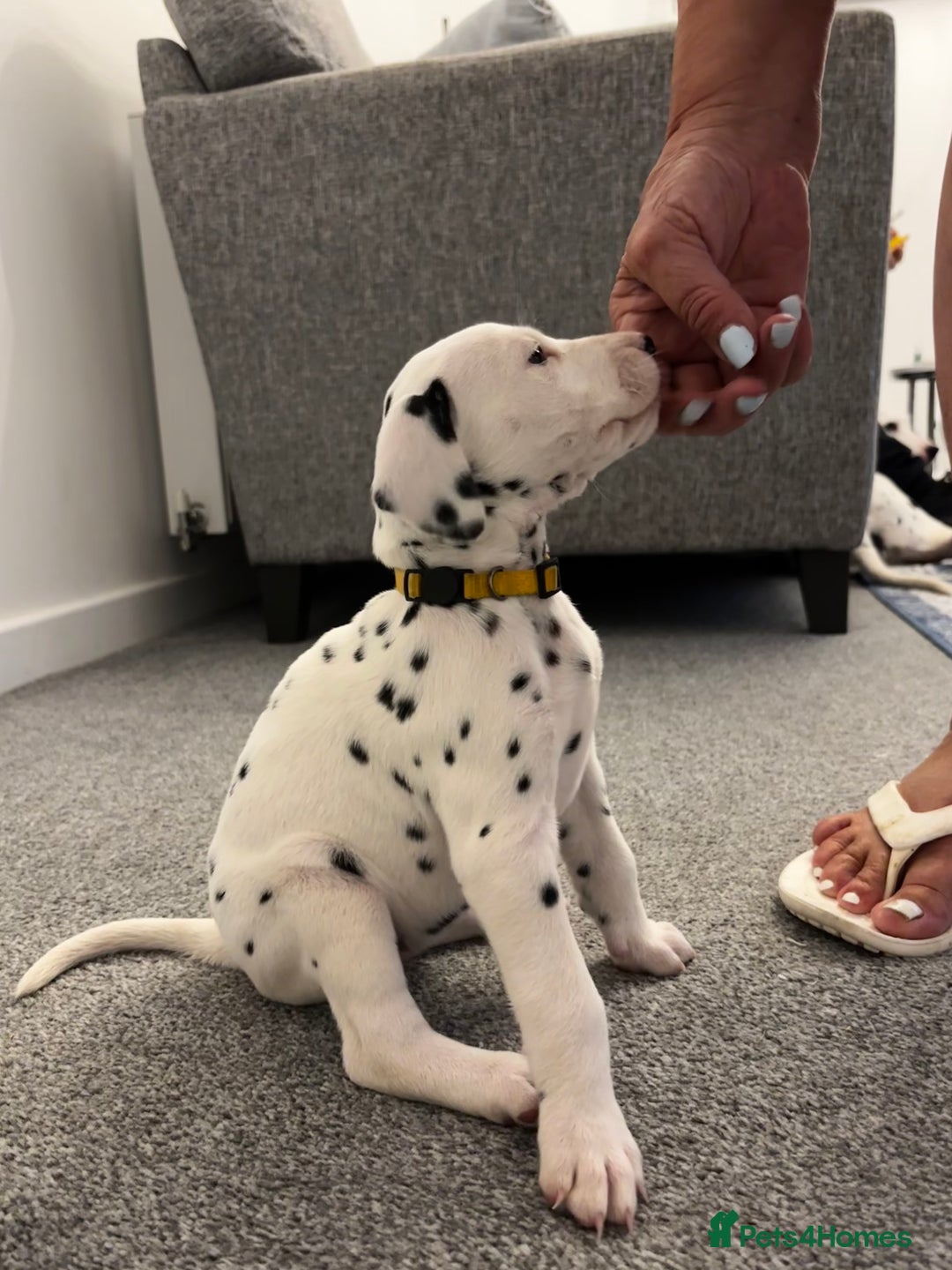 Dalmatian dogs for sale:  Beautiful Dalmatian puppies  - Image 10