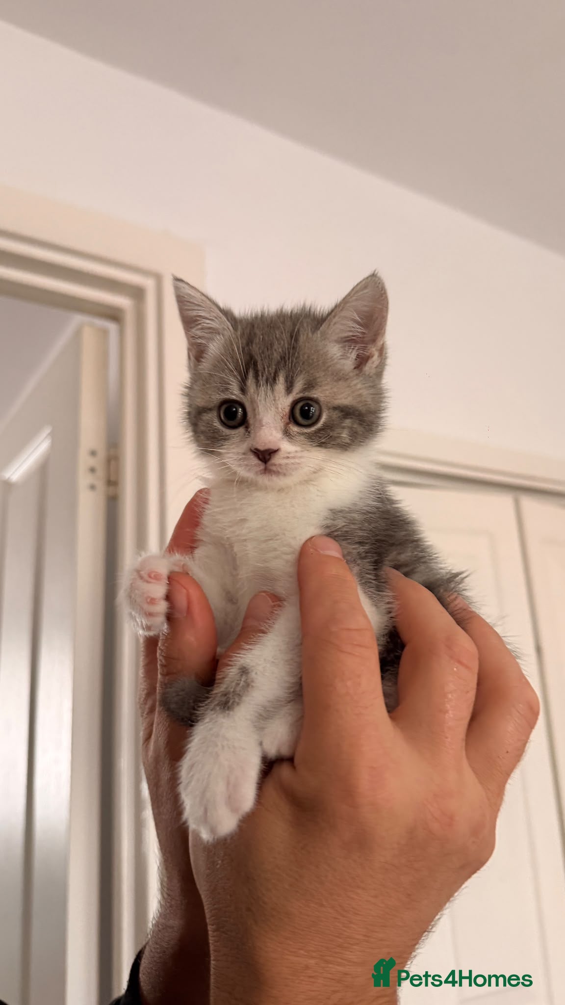 British Shorthair cats Beautiful British Shorthair Kittens – Ready to go - Advert 2