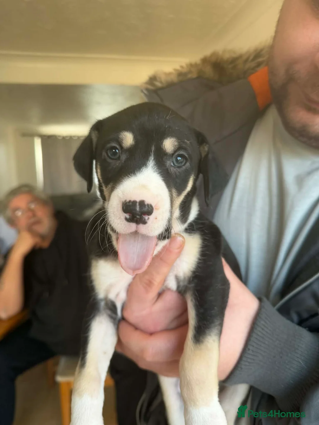 Mixed Breed dogs for sale: Puppy  - Advert 3