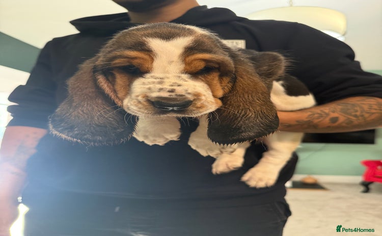 Basset Hound dogs - Advert 2