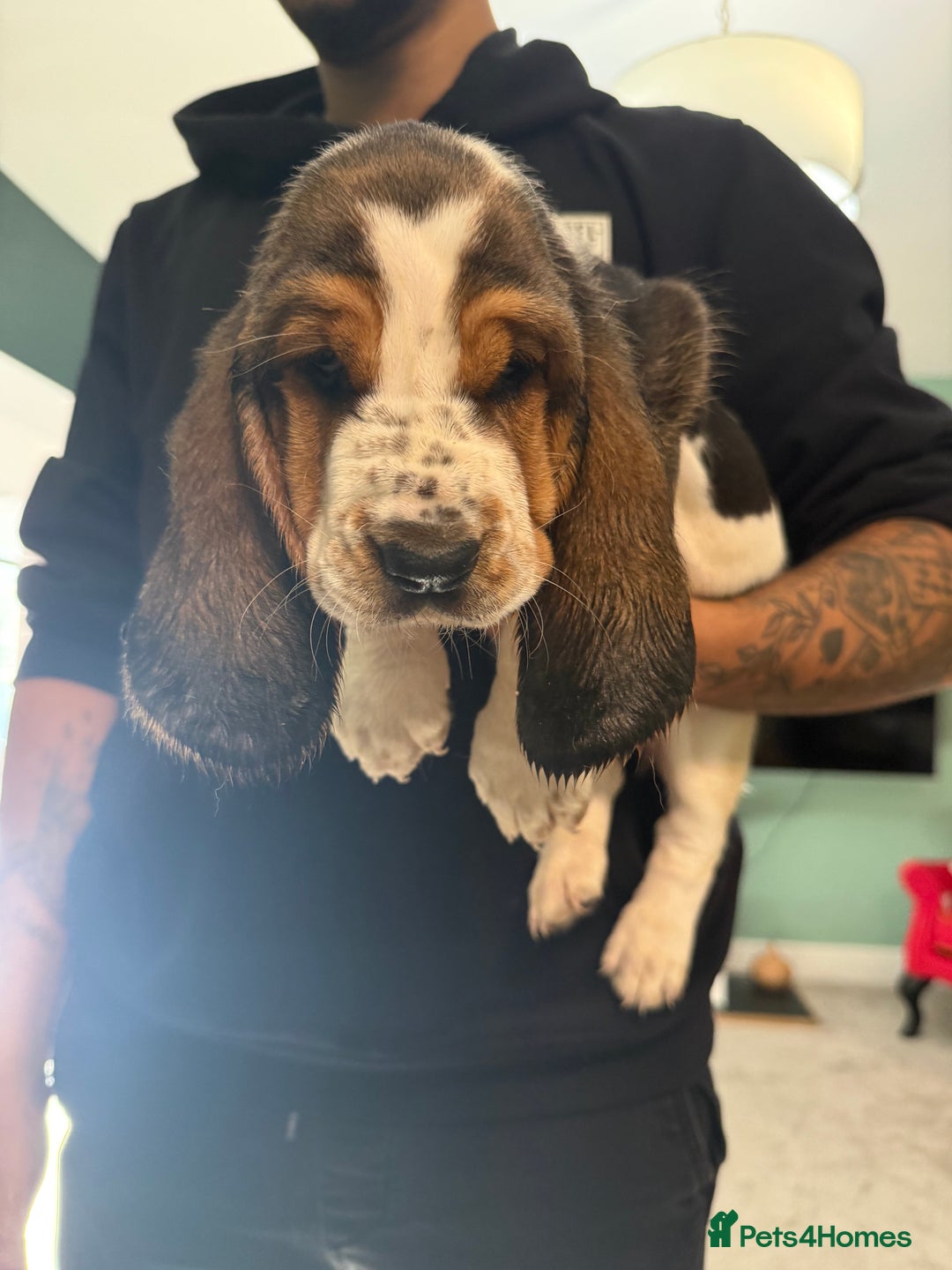 Basset Hound dogs for sale: Beautiful Basset Hound Puppies  - Image 1