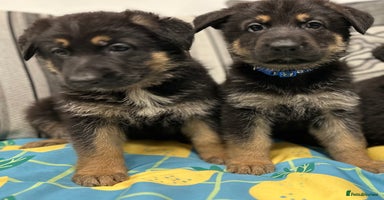 German Shepherd dogs German Shepherd Puppies - Advert 5