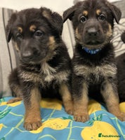 German Shepherd dogs German Shepherd Puppies - Advert 5